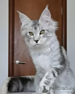 Photo №1. maine coon - à vendre en ville de Гриндельвальд | Gratuit | Annonce № 129223