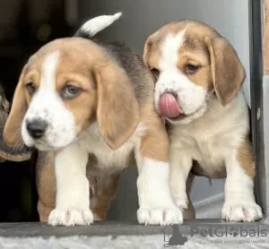 Photos supplémentaires: Chiots beagles