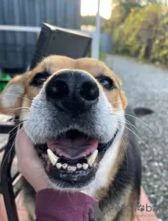 Photos supplémentaires: Jeune chien entre de bonnes mains