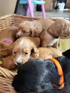 Photos supplémentaires: Beaux chiots cocker de travail de Kc Reg