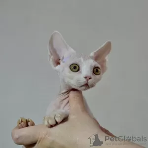 Photo №4. Je vais vendre devon rex en ville de Москва. de la fourrière - prix - 554€