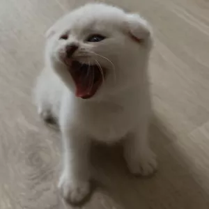 Photo №2 de l'annonce № 6509 de la vente scottish fold - acheter à Fédération de Russie annonce privée