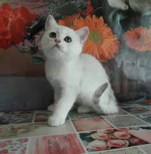 Photo №1. british shorthair - à vendre en ville de Donetsk | 316€ | Annonce № 3054