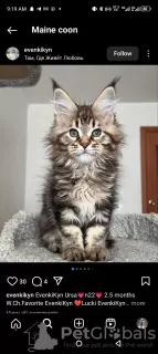 Photo №2 de l'annonce № 116204 de la vente maine coon - acheter à Suisse annonce privée