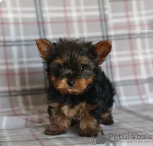 Photo №1. yorkshire terrier - à vendre en ville de Larnaca | 600€ | Annonce №103928