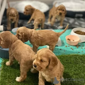 Photo №1. cocker spaniel anglais - à vendre en ville de Waterford | 300€ | Annonce №71895