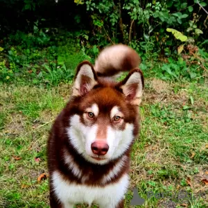 Photo №3. CHIOT MALAMUTE D'ALASKA. Fédération de Russie