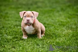 Photo №4. Je vais vendre american bully en ville de Sarajevo.  - prix - négocié