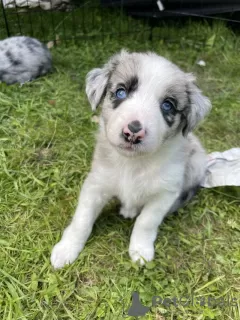 Photo №1. border collie - à vendre en ville de Destin | 189€ | Annonce №64141