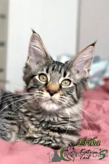 Photo №1. maine coon - à vendre en ville de Veliky Novgorod | 5000€ | Annonce № 46380