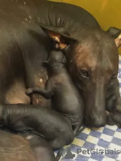 Photo №2 de l'annonce № 13835 de la vente xoloitzcuintle - acheter à Ukraine de la fourrière