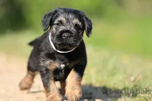 Photo №4. Je vais vendre border terrier en ville de Rabczyca. annonce privée - prix - 800€