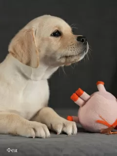 Photos supplémentaires: Chiots Labrador fauve