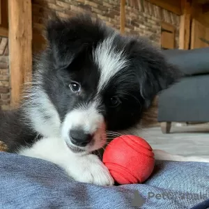 Photo №1. border collie - à vendre en ville de Роттердам | négocié | Annonce №53644