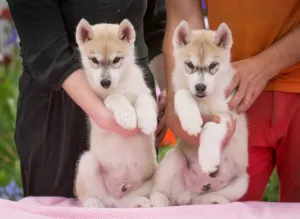 Photos supplémentaires: Chiots pur-sang Husky sibérien