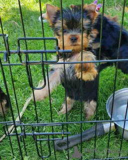 Photo №2 de l'annonce № 10841 de la vente yorkshire terrier - acheter à Fédération de Russie annonce privée