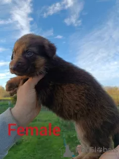 Photos supplémentaires: Foie des chiots berger allemand