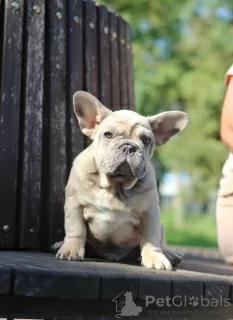 Photos supplémentaires: Bulldog français