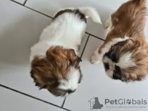 Photo №1. shih tzu - à vendre en ville de Degerdal | 320€ | Annonce №123491