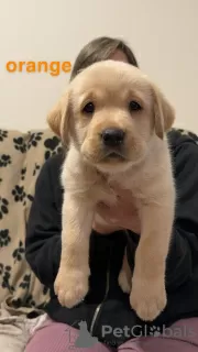 Photos supplémentaires: Belle portée de chiots Labrador enregistrés KC.