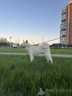 Photo №3. Chiots Akita Inu. Biélorussie