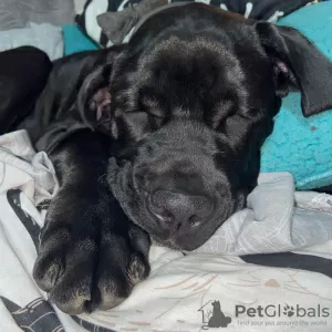 Photo №2 de l'annonce № 78807 de la vente cane corso - acheter à Hongrie annonce privée