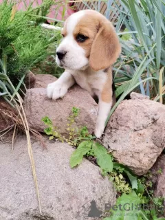 Photo №2 de l'annonce № 11182 de la vente beagle - acheter à Biélorussie annonce privée