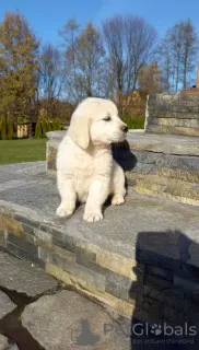 Photo №1. golden retriever - à vendre en ville de Brzesko | négocié | Annonce №83143