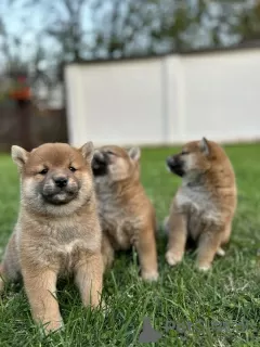 Photo №4. Je vais vendre shiba en ville de Jakovo. éleveur - prix - 700€