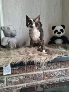 Photo №4. Je vais vendre devon rex en ville de Сквира. de la fourrière, éleveur - prix - 360€