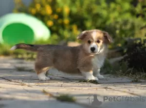 Photo №2 de l'annonce № 11543 de la vente welsh corgi - acheter à Fédération de Russie éleveur