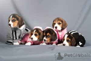 Photo №4. Je vais vendre beagle en ville de Quakenbrück. annonce privée - prix - 400€