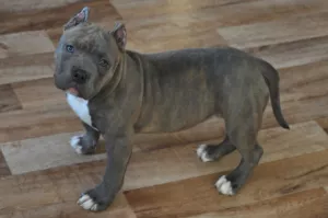 Photo №2 de l'annonce № 5030 de la vente american bully - acheter à Fédération de Russie éleveur