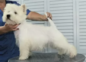 Photo №3. Chiot West Highland White Terrier du Champion International. Fédération de Russie