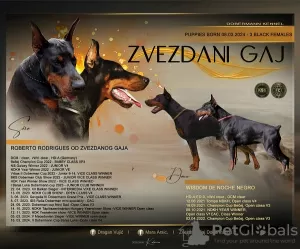 Photo №1. dobermann - à vendre en ville de Belgrade | Gratuit | Annonce №109198