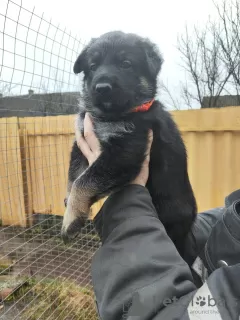 Photos supplémentaires: Chiots bergers d'Europe de l'Est