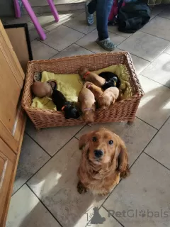 Photo №3. Beaux chiots cocker de travail de Kc Reg. Puerto Rico