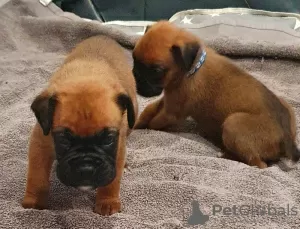 Photos supplémentaires: Chiots Boxer à vendre