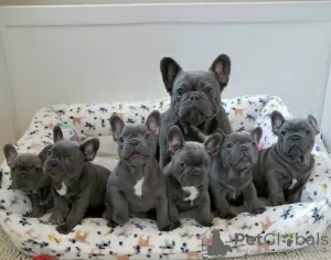 Photo №3. Chiots bouledogue français bleu uni disponibles à la vente. Allemagne