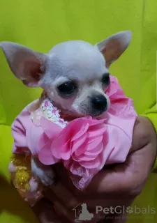 Photo №1. chihuahua - à vendre en ville de Belgrade | Gratuit | Annonce №80310