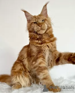 Photo №2 de l'annonce № 103701 de la vente maine coon - acheter à Allemagne éleveur