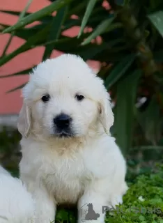 Photo №4. Je vais vendre golden retriever en ville de Bar. éleveur - prix - négocié