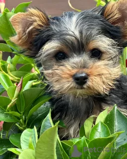 Photo №3. Nous avons quatre chiots Yorkshire Terriers à vendre. Deux garçons et deux. Allemagne