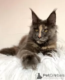 Photo №2 de l'annonce № 103710 de la vente maine coon - acheter à Allemagne éleveur