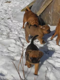 Photos supplémentaires: Petit Brabancon. Les chiots.