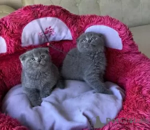 Photo №1. scottish fold - à vendre en ville de Berlin | négocié | Annonce № 128808