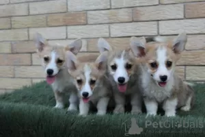 Photos supplémentaires: Chiots Welsh Corgi Pembroke