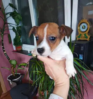 Photo №1. jack russell terrier - à vendre en ville de Minsk | 500€ | Annonce №1164