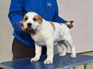 Photos supplémentaires: Chiots bergers d'Asie centrale