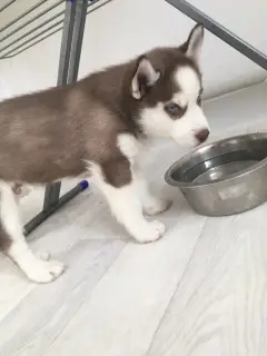 Photos supplémentaires: Les adorables garçons Husky attendent des parents aimants et responsables.